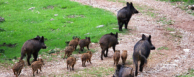 Peste Suina Africana - ordinanza 2/2025 del Commissario Straordinario per la Peste Suina Africana recante proroga ordinanza 5/2024