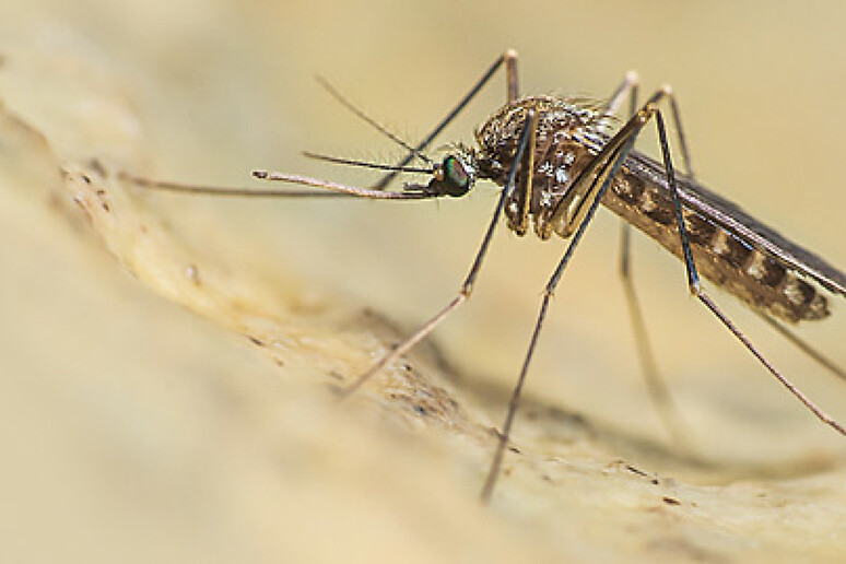 Prevenzione, sorveglianza ed interventi in risposta alla circolazione dei virus della West Nile disease e dellUsutu